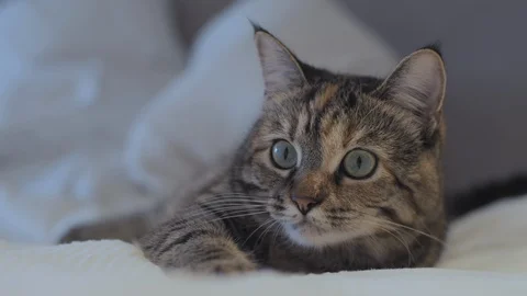 Close-up of adorable cat playing and hunting at home. SLOW MOTION Vidéo 115215146