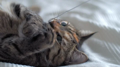 Close-up of adorable cat playing with mouse toy. Domestic pet is joying with toy Vidéo 115281824