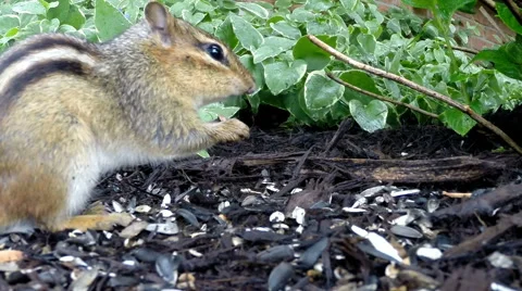 Close-up of adorable chipmunk eating seeds Stock Footage 63303876