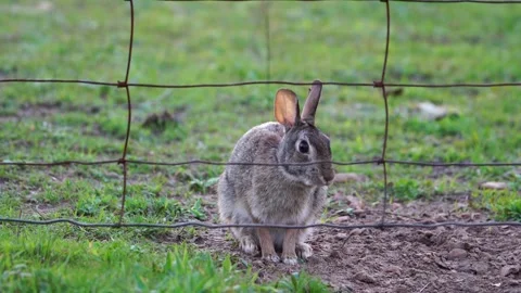 Close-Up: Adorable Eastern Cottontail Sitting Upright Perfect Detail Stock-Footage 306804079