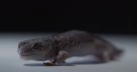 Close up of an adorable gecko walking on white floor, cute lizard, 4k Stock Footage 158293295