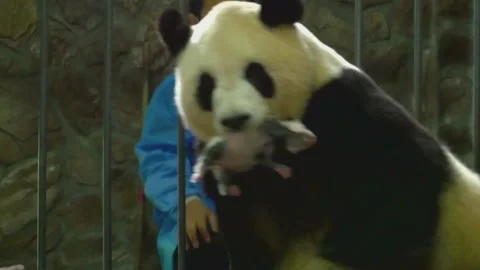 Close-up of Adorable Giant Panda Cub in Enclosure at Chengdu Panda Base, Sichuan Vídeos de archivo 337802280