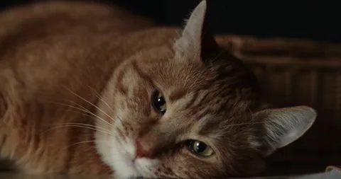 Close-up of an adorable ginger cat resting peacefully in a cozy basket Stock Footage 339066787