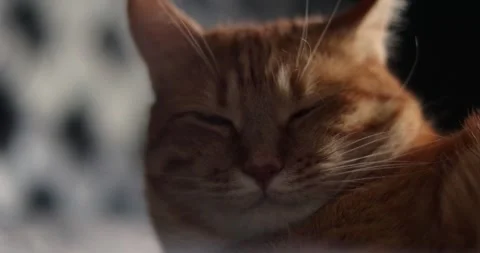 Close-up of an adorable ginger cat with striking green eyes and soft fur Stock Footage 339066911