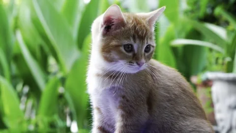 Close-up of an Adorable Ginger Kitten Looking Around Stock Footage 339645539