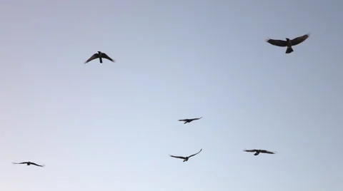 CLOSE UP: Adorable intelligent crows flying in big flock against purple sky Stock Footage 65828476