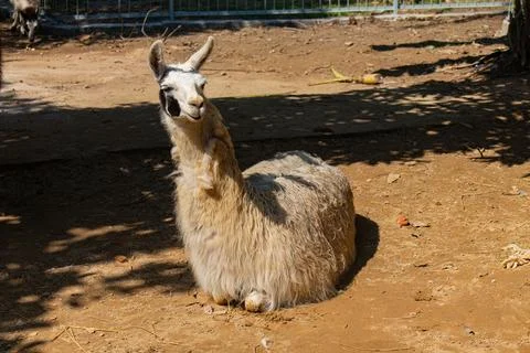 Close-up of adorable llama lying down under warm sunlight in Chittagong Zoo Stock Photos