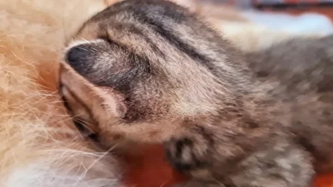 Close-Up of an Adorable Newborn Tabby Kitten Nursing and Kneading Its Mother Stock-Footage 334854002