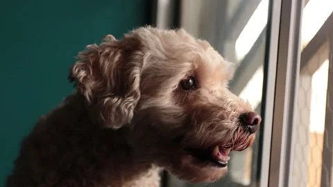 Close up of adorable poodle looking towards window. Cute look right to the ca Stock Footage 142168168
