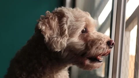 Close up of adorable poodle looking towards window. Cute look right to the ca Stock Footage 142168251