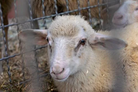 Close up adorable sheep resting behind a fence on a farm Stock Photos