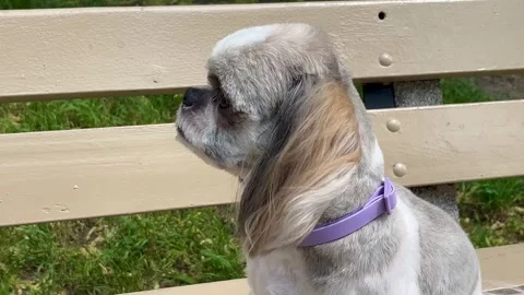 Close Adorable shih tzu Stock Footage 311076885