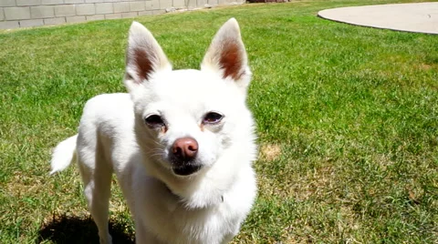 Close up adorable small white dog looking at camera,wagging tail (chihuahua mix) Stock Footage 48774670