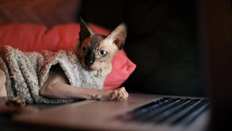Close-up of adorable sphynx cat putting his paw on the laptop computer on the Stock Footage 107389301