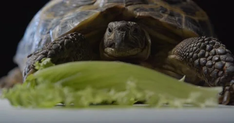 Close up of an adorable tortoise behind a leaf of salad, wildlife, 4k Stock Footage 158164427