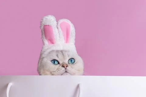 Close up of Adorable white cat in a hat with bunny ears , sits in large white Stock Photos