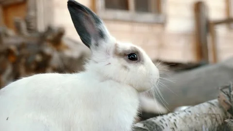 Close-Up of an Adorable White Rabbit in a Rustic Farm Setting Stock Footage 306188684