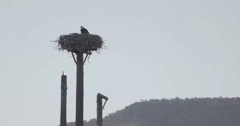 Close up of adult bald eagle calling from pole nest in morning light Stock Footage 336220195