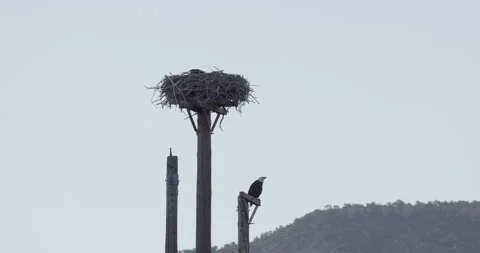 Close up of adult bald eagle calling from pole above nest in morning light Stock Footage 336220214