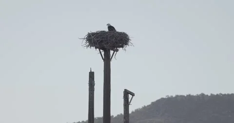 Close up of adult bald eagle in pole nest in morning light Stock Footage 336220210