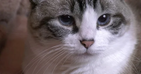 Close up of adult cat Stock Footage 83523979