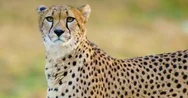 Close-Up Of Adult Cheetah Walking In The Grass Stock Footage