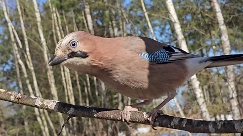 Close-up of an adult Eurasian jay Garrulus glandarius sitting on a tree branch. Stock Footage 332942311