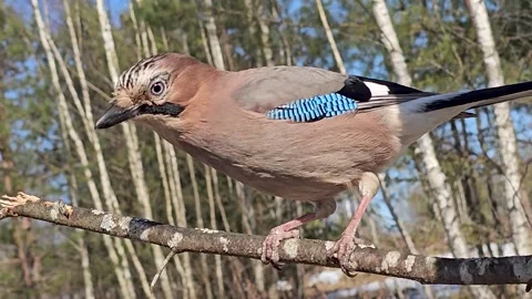 Close-up of an adult Eurasian jay Garrulus glandarius sitting on a tree branch. Stock Footage 332942313