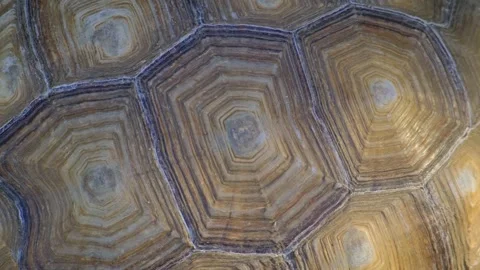 Close-up of an adult turtle shell Stock Footage 267739013