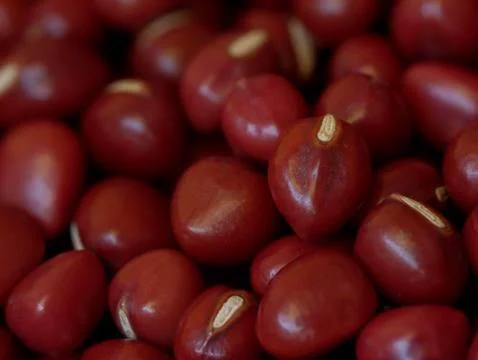 Close-up of Adzuki Beans, Vigna angularis, Selected Focus 写真素材