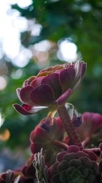 Close up of Aeonium or the tree houseleeks plant on blur background. Stock Photos