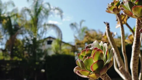 Close up of Aeonium succulent rosette in residential backyard garden Stock Footage 345367021