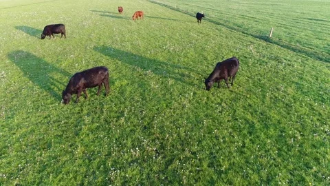 Close up aerial of Aberdeen Angus cattle flying backwards over the cows 4k Stock Footage 83923507