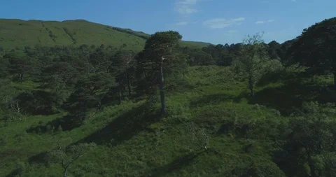 Close-up aerial approaching a single Scots pine tree in the ancient forest Vídeos de archivo 115501086