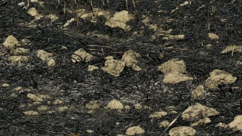 Close aerial drone view of ash-blackened rice fields from burning. Stock Footage 328292335