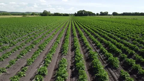 Close up aerial fly forward clip over a crop of potatoes Stock Footage 202884919