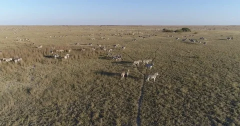 Close-up aerial fly over view of an extremely large group of zebra migrating Stock Footage 85246976