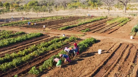 Close-up aerial fly over view of children working a community vegetable garden Video stock 112889077