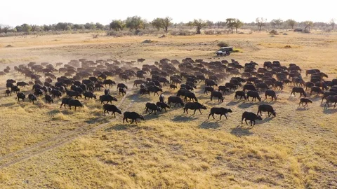 Close-up aerial fly over view of tourists in a 4x4 off-road safari vehicle Video stock 117998051