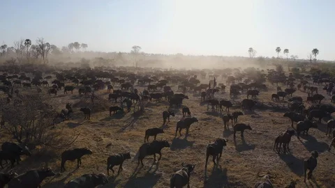 Close-up aerial fly over view of a large herd of Cape buffalo walking in the Stock Footage 118049714