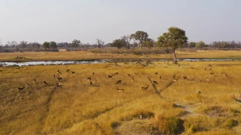 Close-up aerial fly over view of a herd of male Lechwe antelope in the Okavango Stock Footage 118286224