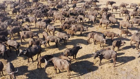 Close-up aerial fly over view of a large herd of Cape buffalo with young calves, Stock Footage 118287213