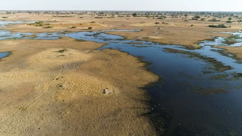 Close-up aerial fly over view of Lechwe grazing in the Okavango Delta Stock-Footage 118291371