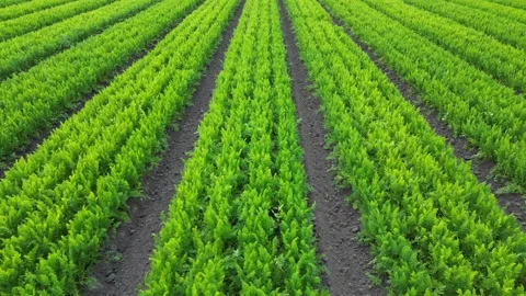 Close up aerial forward fly clip over an arable crop of carrots Stock Footage 202880459