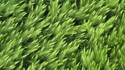 Close-up aerial green wheat corn, lush wheat spikelets waving in wind Stock Footage 132752003