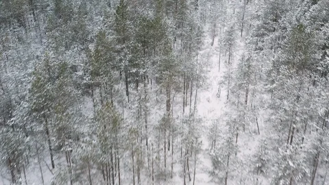 Close aerial looking down over snowy winter forest treetops Stock Footage 101138873