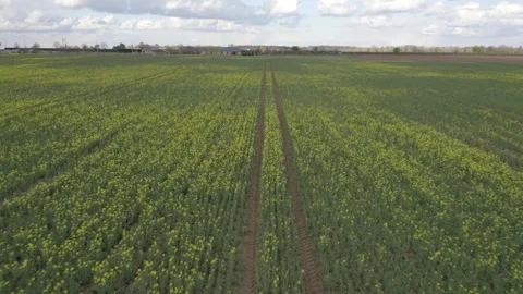 Close up aerial low angle view rapeseed field seasonal yellow flowers bloom in 스톡 동영상 251049509