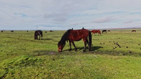 Close Aerial Over Dark Brown Horse in Meadow Stock Footage 338221434