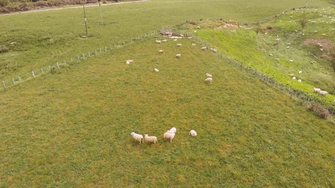 Close Aerial Over Sheep Stock Footage 127733706