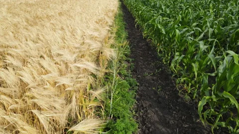 Close-up aerial top down drone flies over green wheat corn. Cereal land Stock Footage 202279493